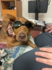 Brown pitbull wearing orange bandana